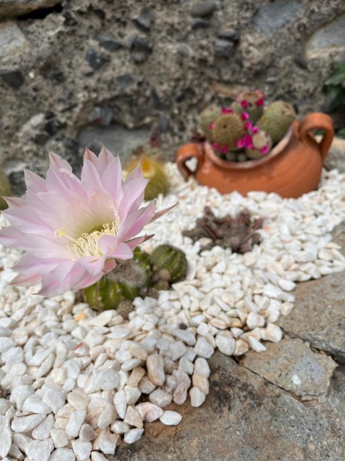 Tropical House Villa Ribeira Brava Exterior foto