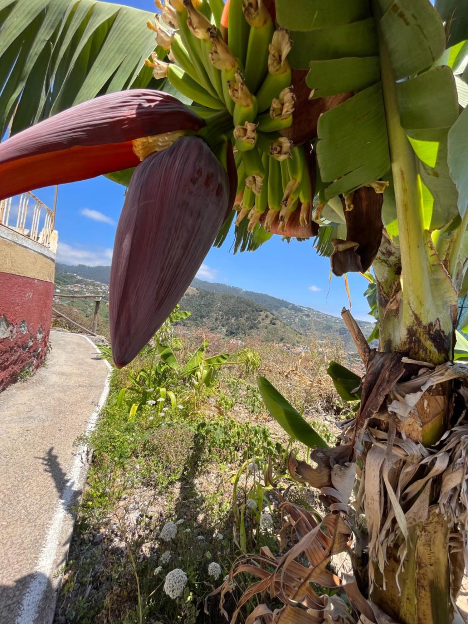 Tropical House Villa Ribeira Brava Exterior foto